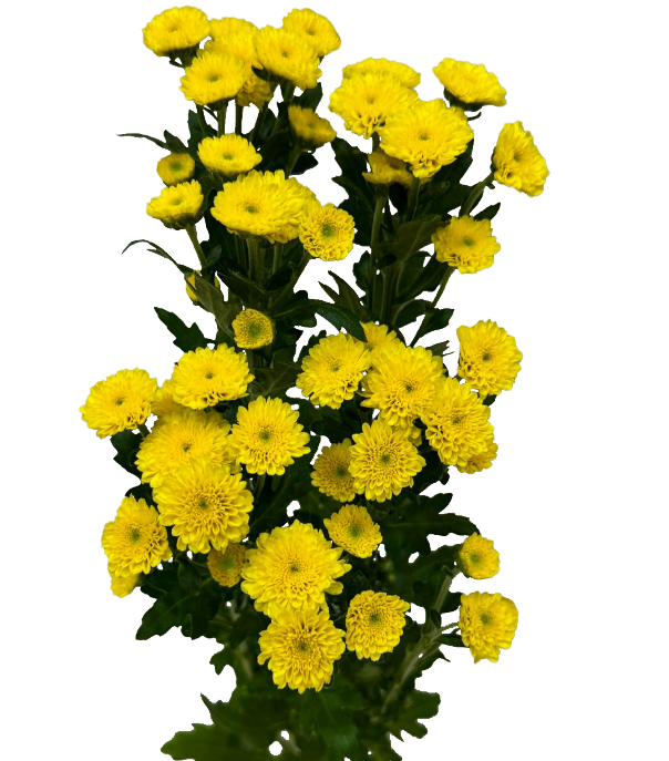 Crysanthemum