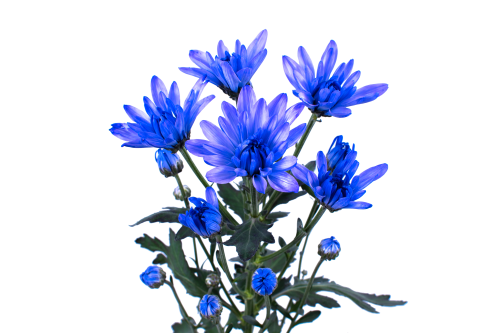 Rainbow Spray Lavender